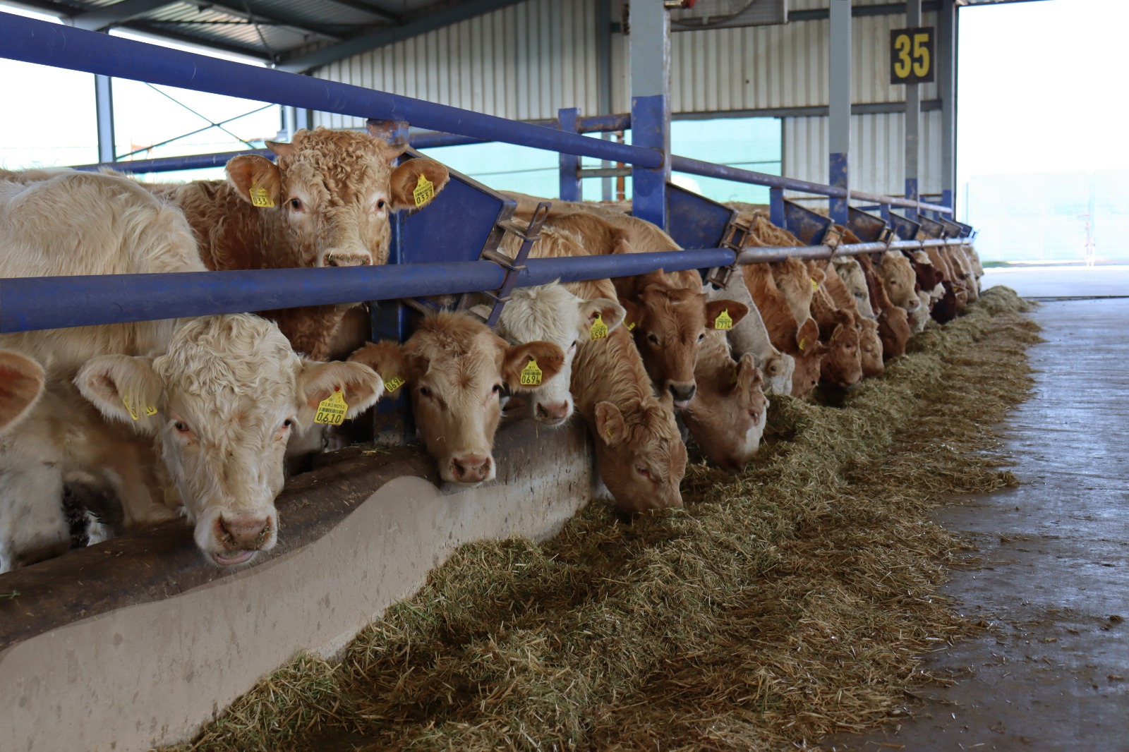 Modern Çiftlik Tesisleri