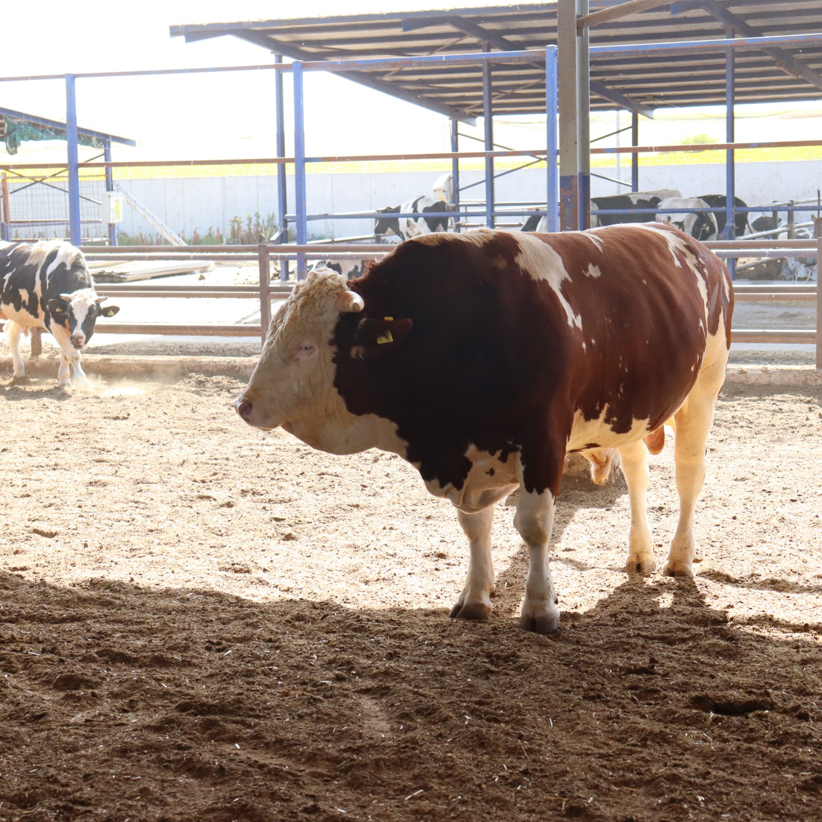 Hayvan Bakım Alanları