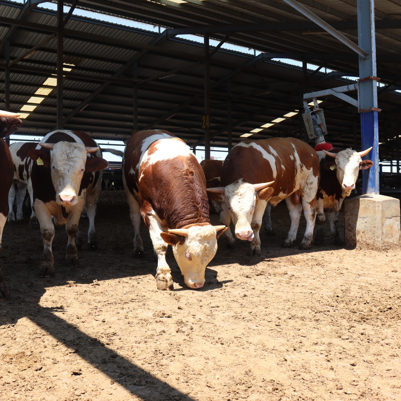 Veteriner Hizmetleri